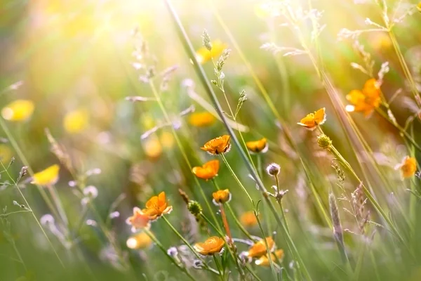 Schöne gelbe Wiesenblumen lizenzfreie Stockfotos