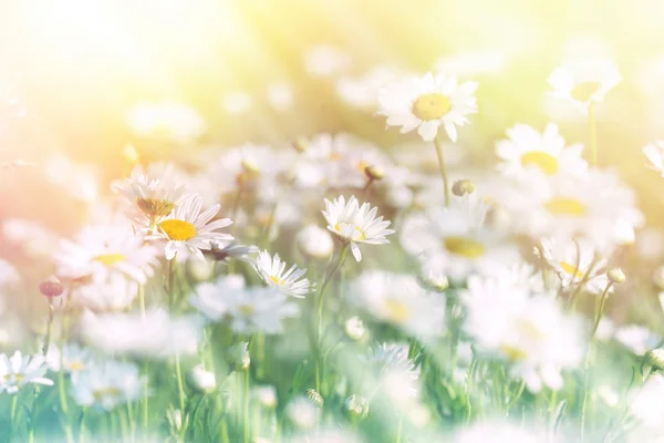 Lindas flores de margarida banhadas pela luz solar — Fotografia de Stock