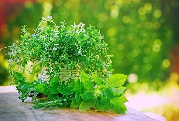 Herbes fraîches - épices sur la table — Photo