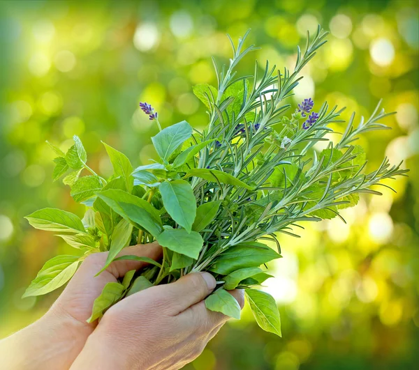 Herbes fraîches épices dans les mains de la femme — Photo