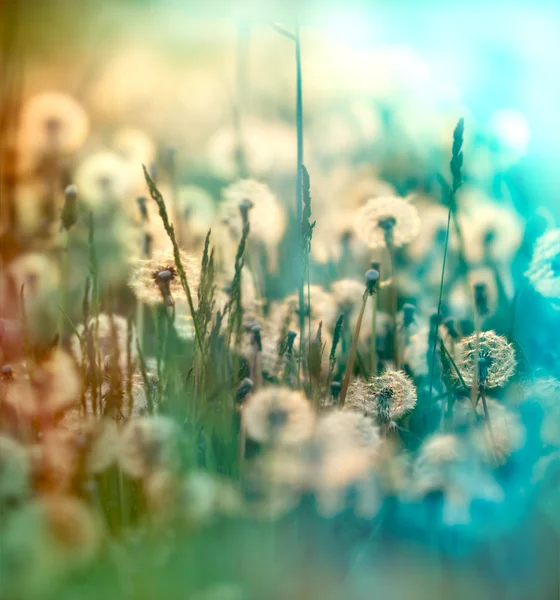 Löwenzahnsamen - flauschige Pusteblume (Löwenzahn) — Stockfoto