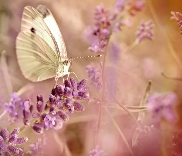 BUTTERFLY SU LAVENDER — Foto Stock