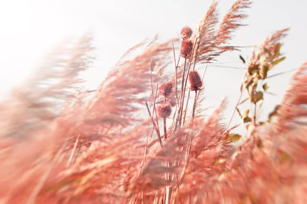 Dry thistle in meadow — Stock Photo, Image