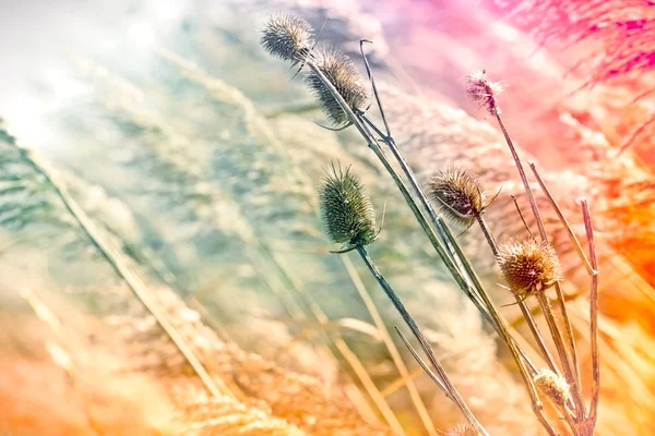 Çayırda kuru thistle — Stok fotoğraf