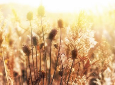 Çayırda kuru thistle