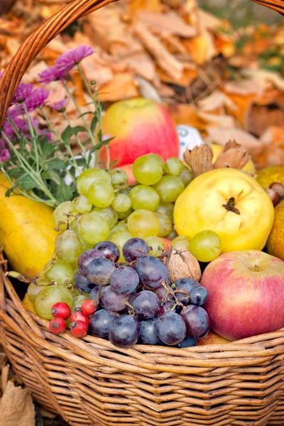 Frutos orgânicos de outono — Fotografia de Stock