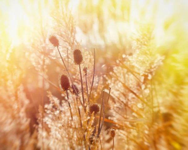 Dry thistle in meadow — Stock Photo, Image