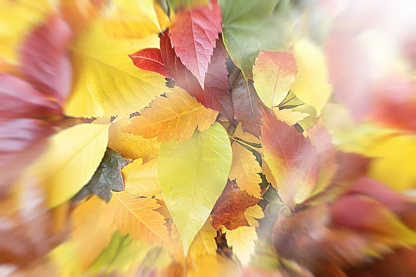 Outono folhas caídas coloridas no chão — Fotografia de Stock