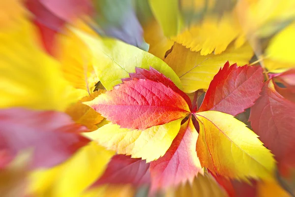 Herbst bunte gefallene Blätter — Stockfoto