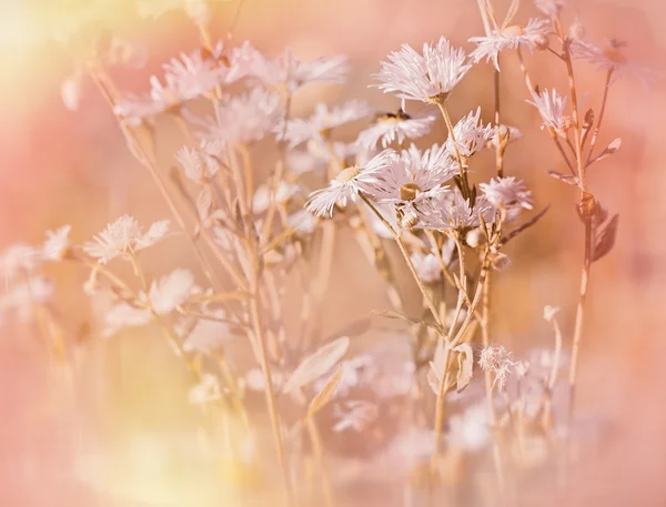Marguerite dans la prairie (marguerite de printemps ) — Photo