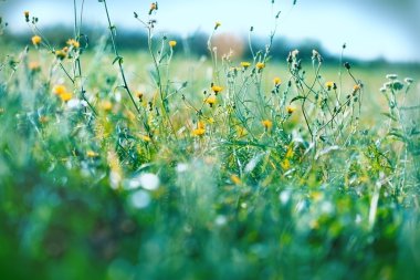 Sarı çayır çiçekler