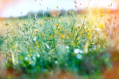 Sarı çayır çiçekler