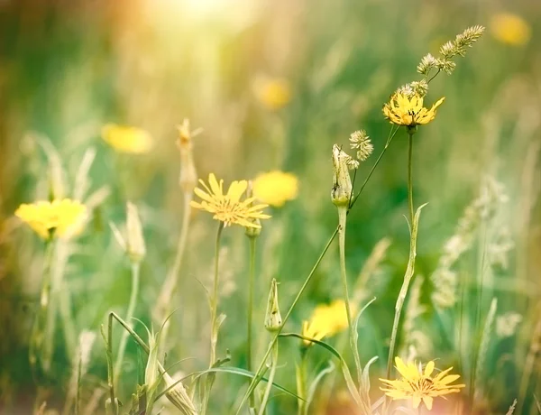 Flores del prado amarillo — Foto de Stock