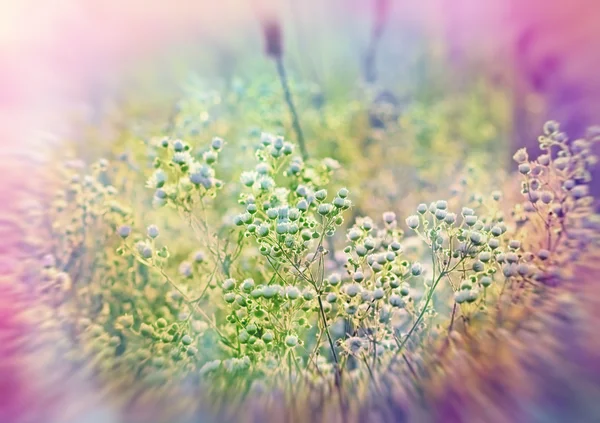 Louka s mnoha květy sedmikráska — Stock fotografie