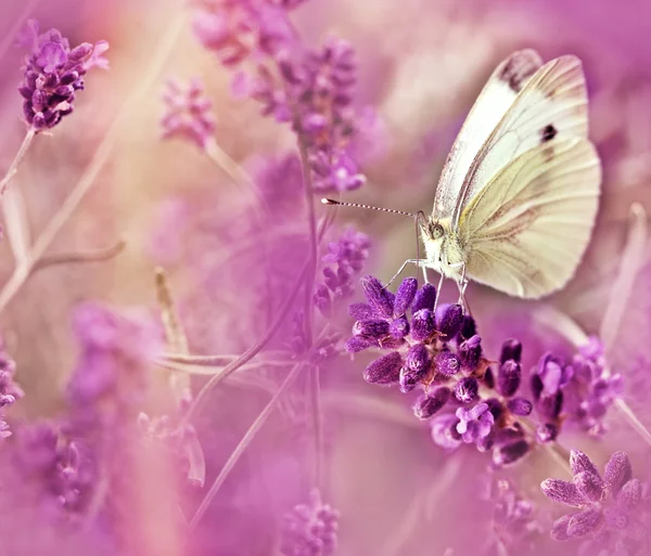 Papillon sur la lavande - gros plan — Photo