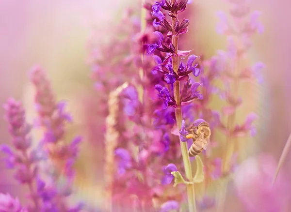 Krásné fialové květiny close-up — Stock fotografie