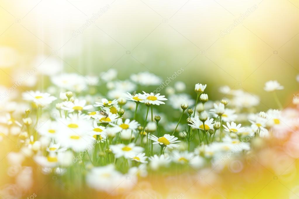 Soft focus on flowers of daisy