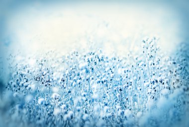 Thistle - dondurulmuş dulavratotu