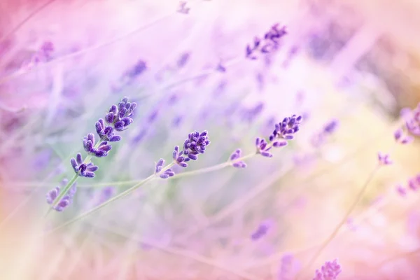 Hermosa lavanda — Foto de Stock