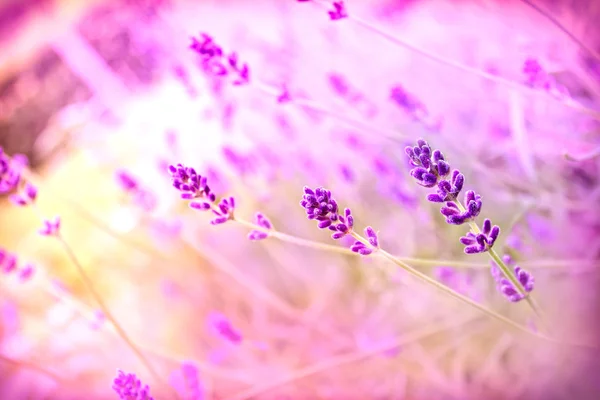Vackra lavendel — Stockfoto