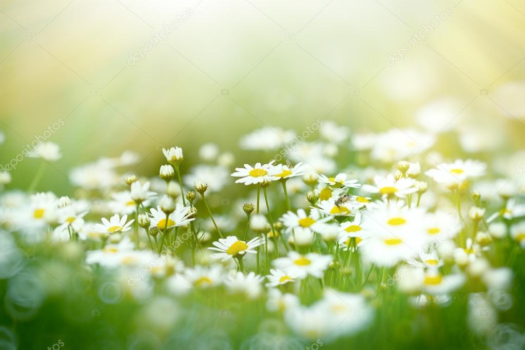 Soft focus on daisy flower