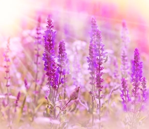 Vackra lila blommor — Stockfoto