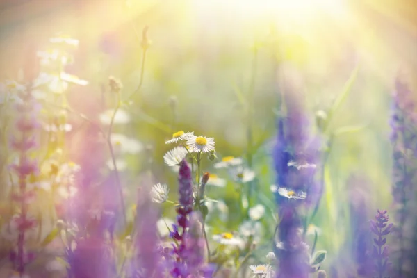 Malé květy sedmikrásky mezi fialové květy — Stock fotografie