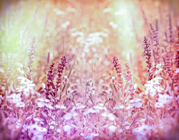 Fioletowe kwiaty między kwiaty daisy — Zdjęcie stockowe