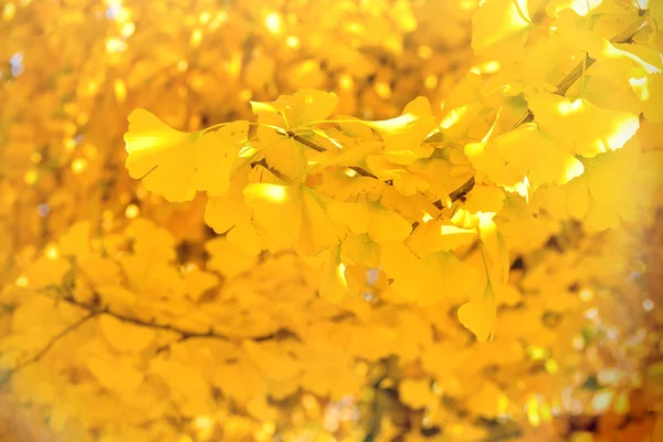 Lehtiä Ginkgo Syksyllä — kuvapankkivalokuva