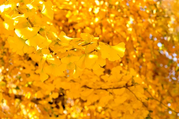 Gula blad av ginkgo — Stockfoto