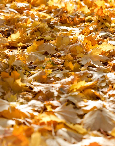 Jesienią spadek liści oświetlony przez światło słoneczne — Zdjęcie stockowe