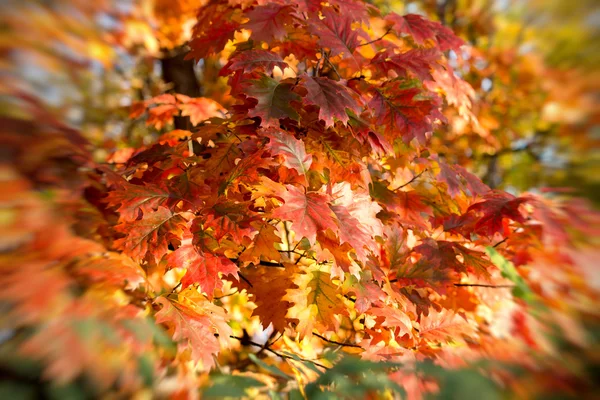Schöne bunte (farbige) Blätter der Eiche — Stockfoto