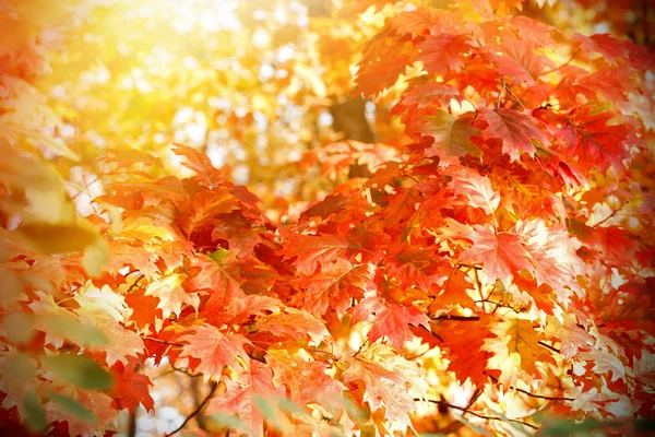 Schöne bunte (farbige) Blätter der Eiche — Stockfoto