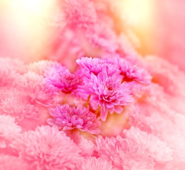 pembe krizantem