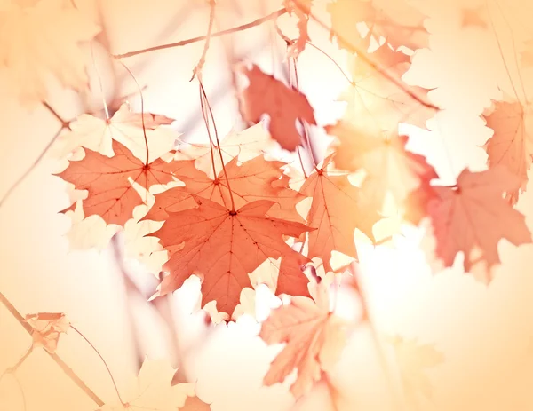 Őszi levelek a fán — Stock Fotó