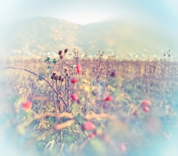 Dry thistle in meadow between rose hip — Stock Photo, Image