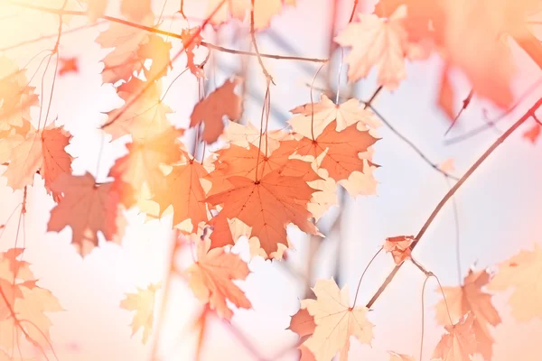 Foglie autunnali su albero — Foto Stock