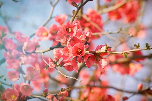 Bloeiende tak - bloeiende boom — Stockfoto