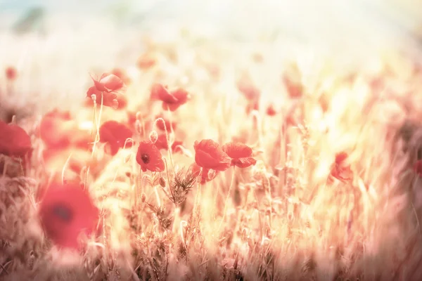 Meadow flowers - beautiful meadow — Stock Photo, Image