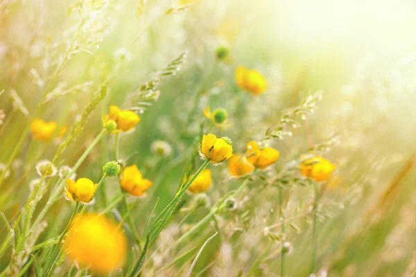 Wiesenblumen und Gras — Stockfoto