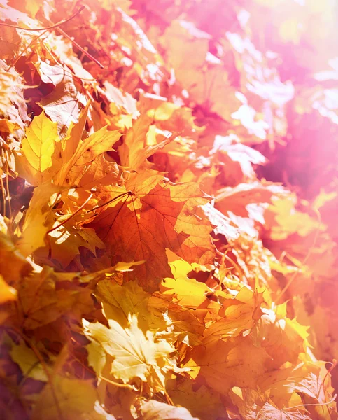 Bukott őszi levelek, késő délután — Stock Fotó