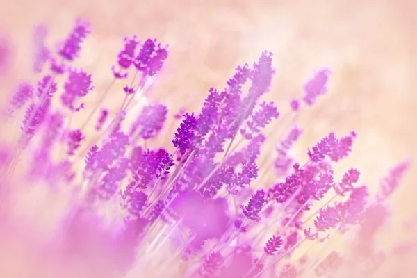 Мягкий фокус на цветочной лаванде — стоковое фото