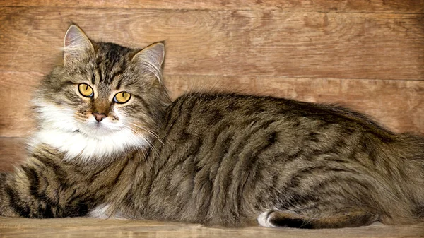 Cat - Maine Coon (main coon) posing — Stock Photo, Image