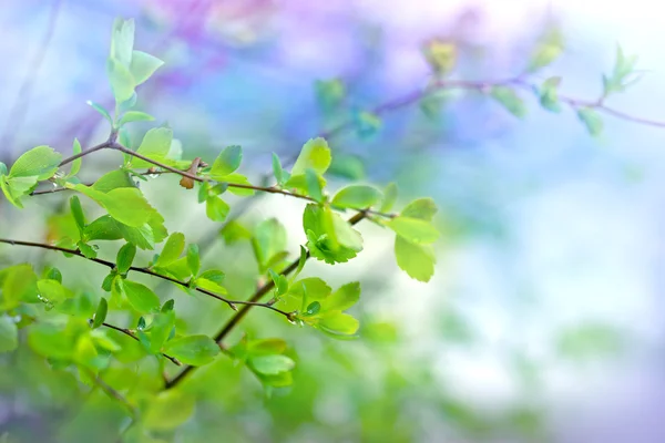 Hojas jóvenes de primavera después de la lluvia — Foto de Stock