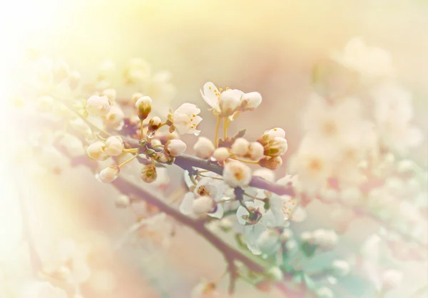 Soft Focus Sea... op mooie ontluikende en bloeiende fruitboom — Stockfoto