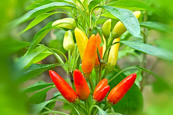 Hot peppers - chillies — Stock Photo, Image