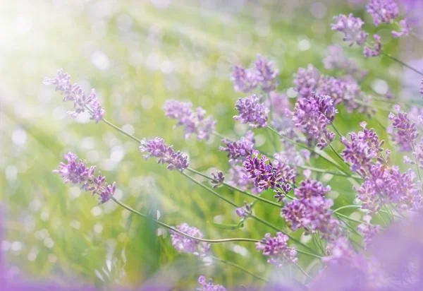 Lavendel upplyst av solljuset — Stockfoto