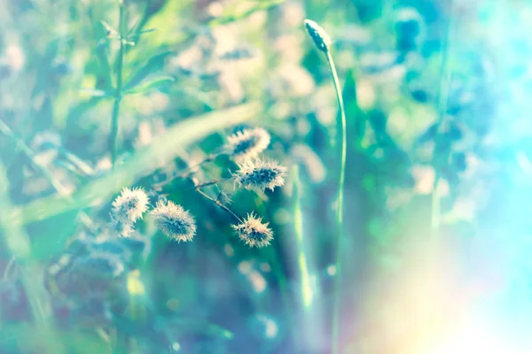 Vacker natur - torra blommor i äng — Stockfoto