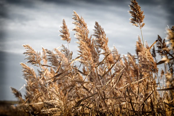 Jesień w dziedzinie - dru reed (trzciny) — Zdjęcie stockowe