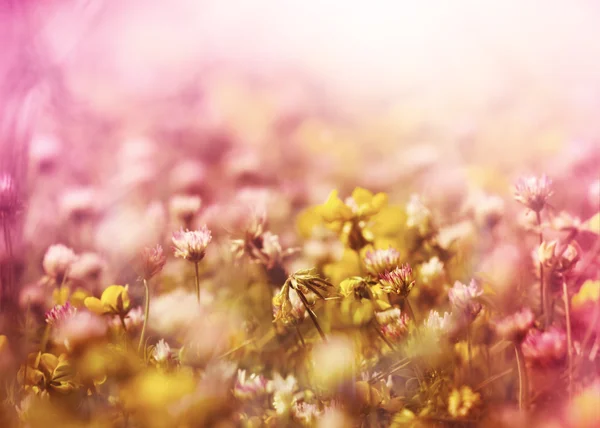 Weiße Blüten zwischen gelben Blüten — Stockfoto